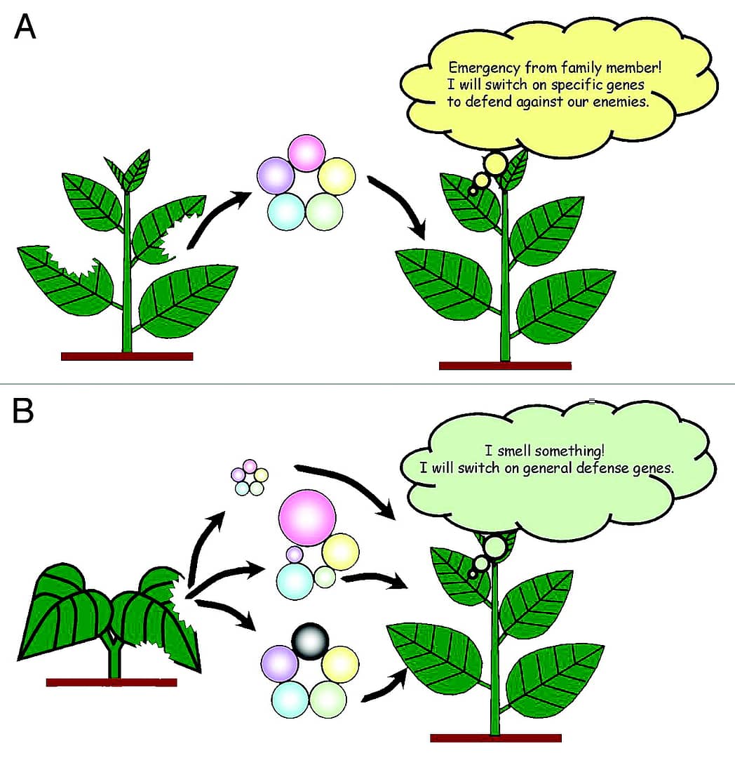 Plant Communication