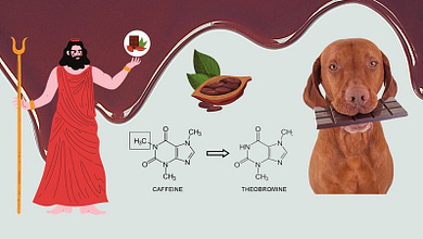 Çikolata Neden Köpekler İçin Zehirlidir?