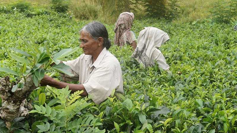 Tea Harvest Image