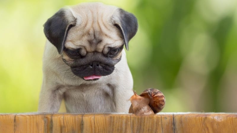 Dog and Snail Image