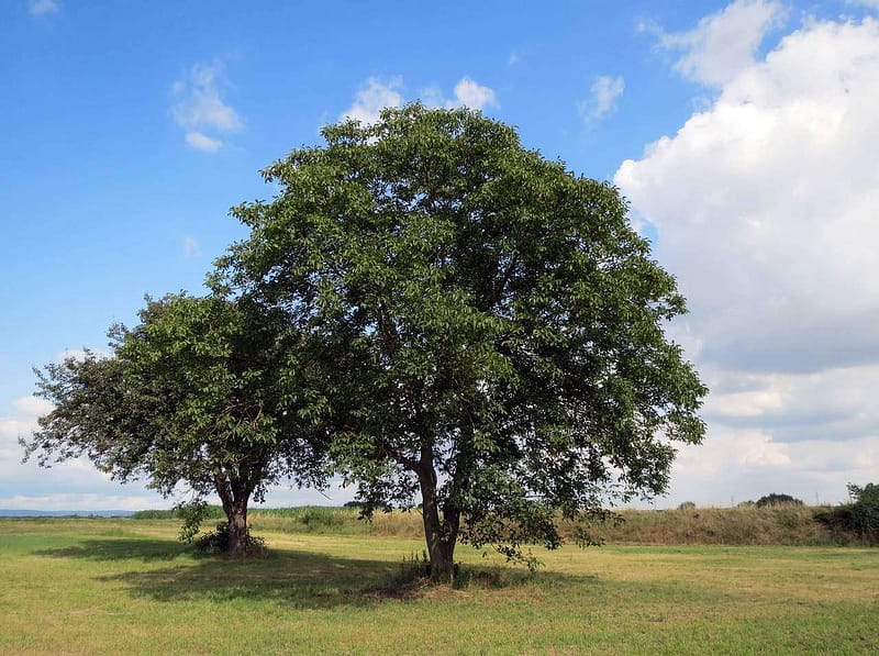Walnut Tree image