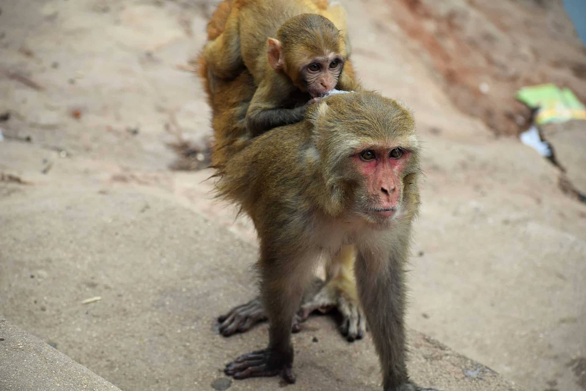 Mother experiment monkey